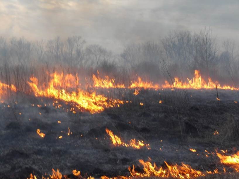 Grass Roots: Restoring Virginia's Grassland Legacy - Virginia Outdoors ...