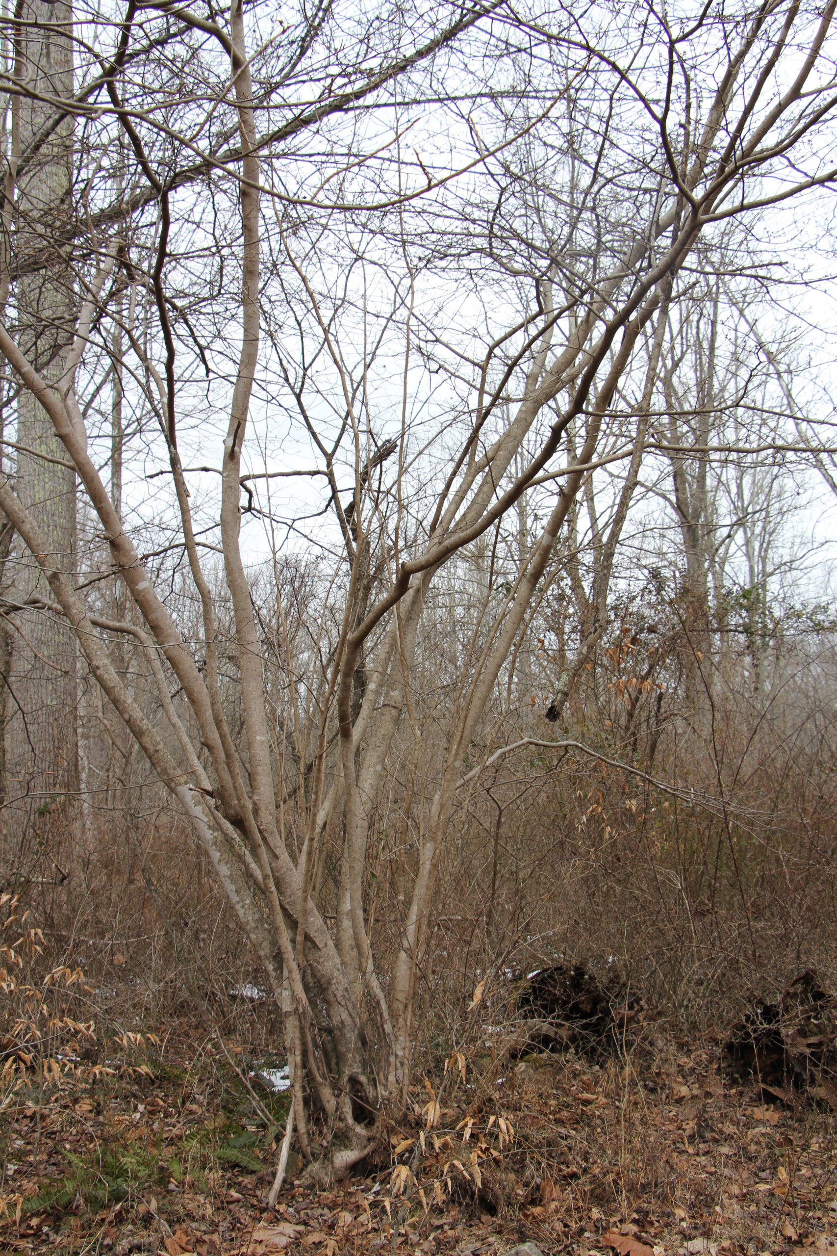 The Preserve's Winter Spotlight Species: American Witch Hazel ...