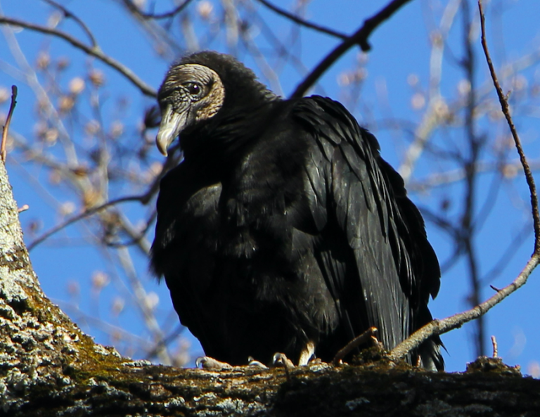 The Preserves Spotlight Species Black Vulture Virginia Outdoors Foundation 1772