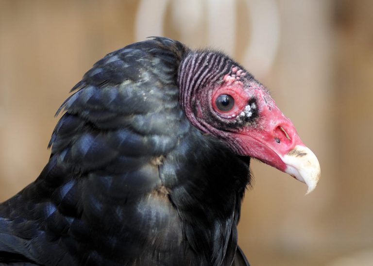 The Preserve's Spotlight Species: Black Vulture - Virginia Outdoors ...