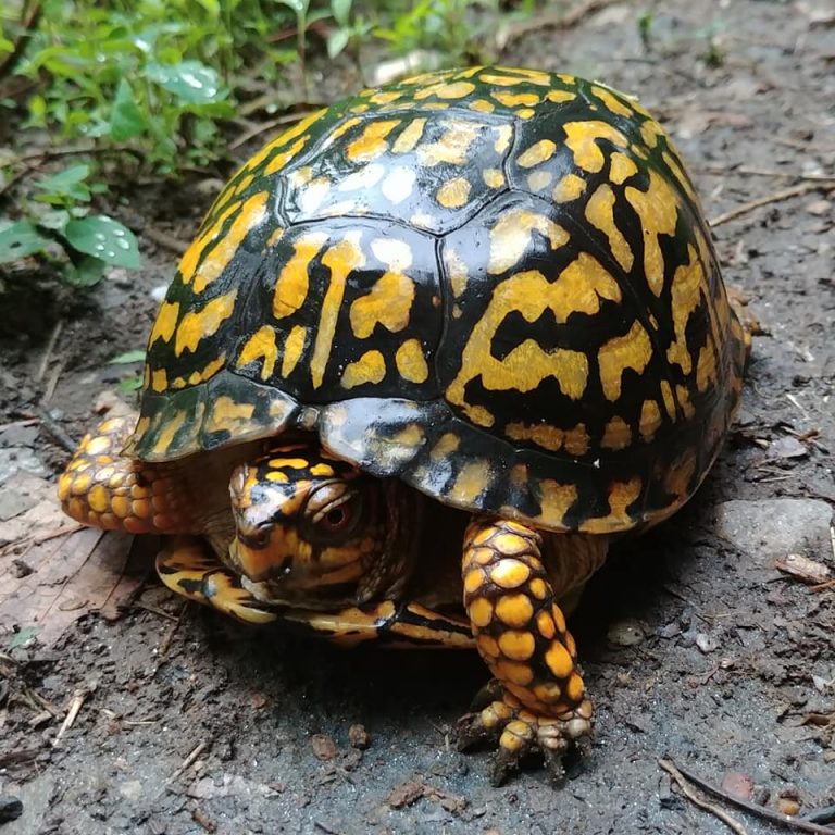 The Preserve's Spring Spotlight Species: Box Turtle - Virginia Outdoors ...