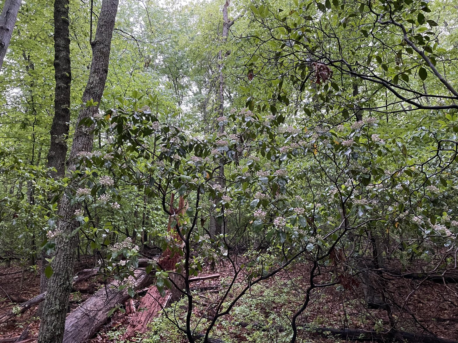 The Preserve's Spotlight Species: Mountain Laurel - Virginia Outdoors ...