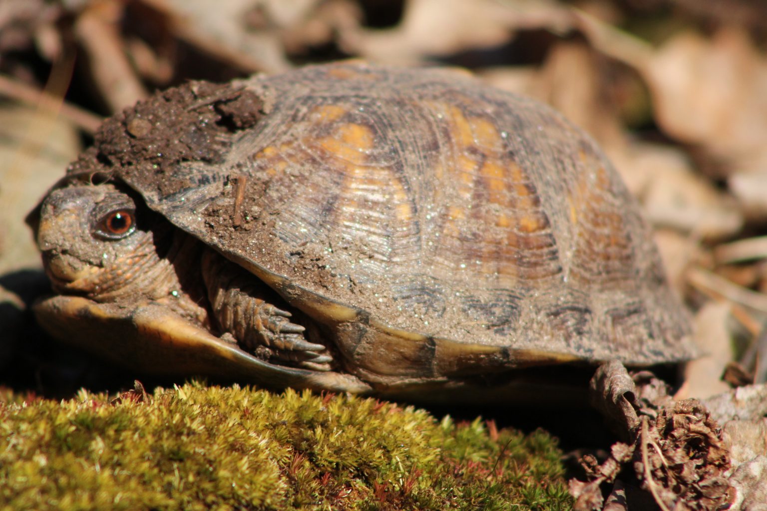 The Preserve's Spring Spotlight Species: Box Turtle - Virginia Outdoors ...