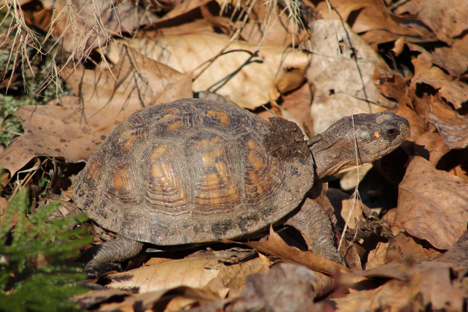 The Preserve's Spring Spotlight Species: Box Turtle - Virginia Outdoors ...