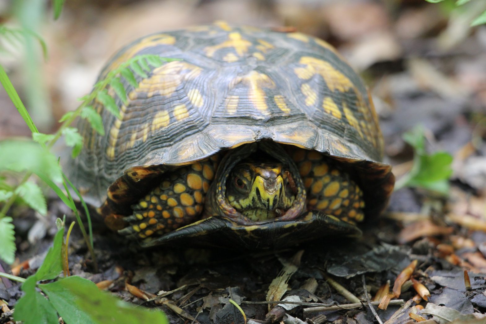 The Preserve's Spring Spotlight Species: Box Turtle - Virginia Outdoors ...