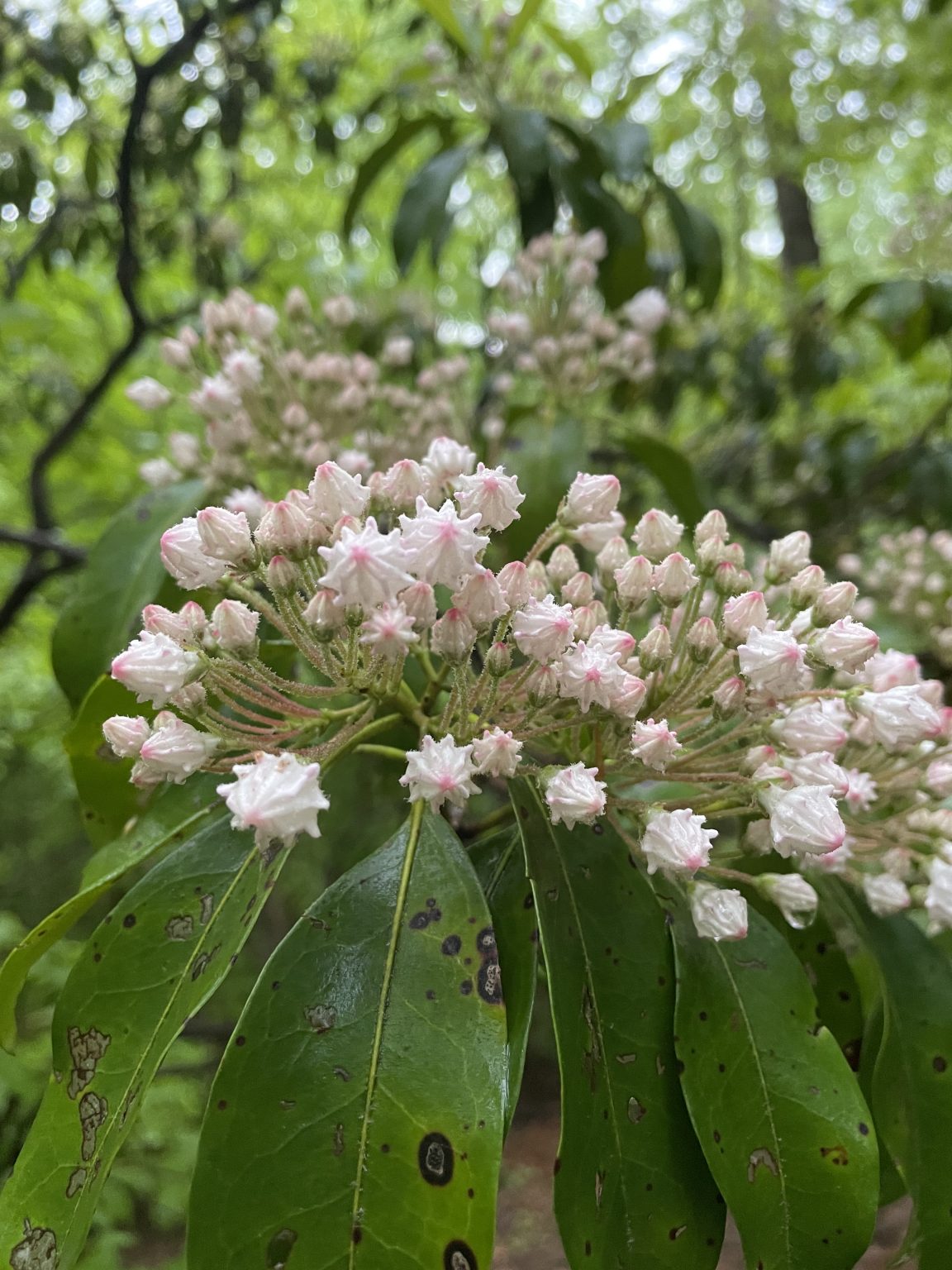 The Preserve's Spotlight Species: Mountain Laurel - Virginia Outdoors ...