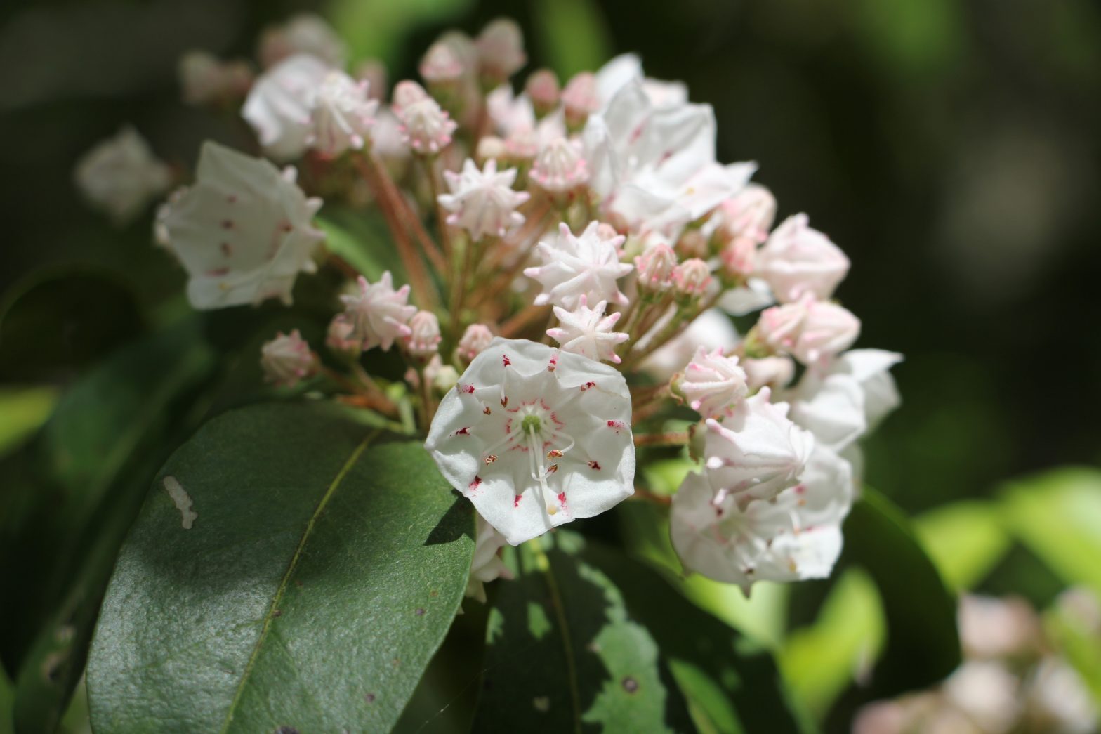 The Preserve's Spotlight Species: Mountain Laurel - Virginia Outdoors ...