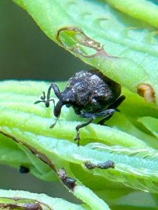 Weevils by the Mile-a-Minute, The Preserve Introduces a Biological Control