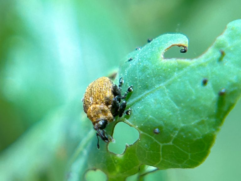 Weevils by the Mile-a-Minute, The Preserve Introduces a Biological Control