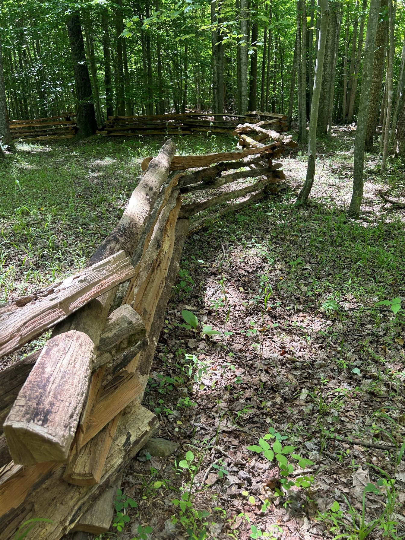 New Split Rail Fences from Historic Use of Black Locust Wood